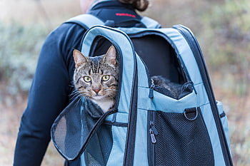 cat, backpack, pet, trip, hiking, feline, nature, bag, adventure