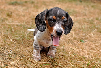 dachshund, puppy, yawn, cool Backgrounds, full Hd Wallpaper, wallpaper Hd, nature, dog, beautiful Wallpaper, pet, windows Wallpaper