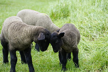 animals, mammal, nature, lambs, pasture, species, fauna, wildlife, struggle, cute, playing