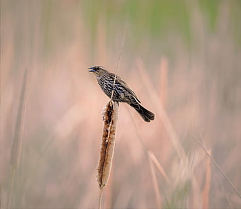 bird, feathers, animal, nature, scenery, landscape