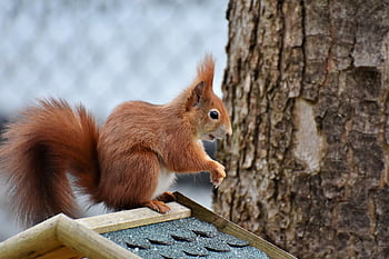 egern, gnaver, dyreliv, pattedyr, skovdyr, fauna, dyr, natur