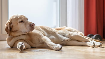 labrador, dog, pet, animal, domestic, nature, canine, mammal