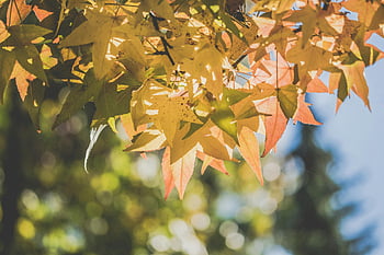 lønn løv, høstløv, varmt sollys, bokeh bakgrunn, selektiv fokusering, lyse blader, faller løvverk, naturfotografering, utendørs scene, Sesongens skjønnhet, løvtre