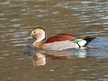 ringed Teal, duck, bird, callonetta Leucophrys, waterfowl, water Bird, aquatic Bird, animal, plumage, swimming, lake