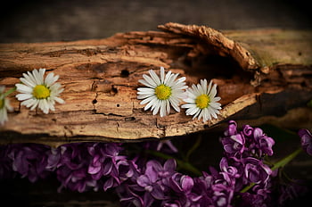 daisies, lilacs, driftwood, rustic arrangement, natural beauty, white petaled flower, brown trunks, textured wood, charming composition, outdoor decor, floral display