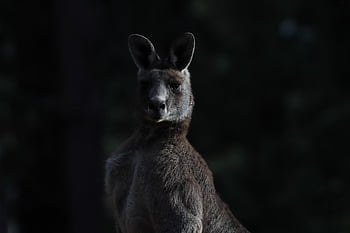 kanguru, berkantung, gurun, alam, margasatwa, binatang buas, satwa liar Australia, liar, hewan, seorang Australia, australia