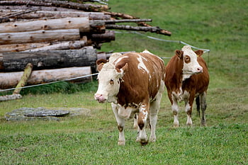 cow, cattle, livestock, dairy Cow, dairy Cattle, animals, mammals, agriculture, pasture, nature, rural