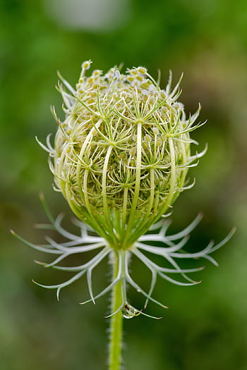 wild Carrot, queen Anne's Lace, blooming, daucus Carota, wildflower, bird's Nest, bishop's Lace, plant, seed Head, basket, infructescence