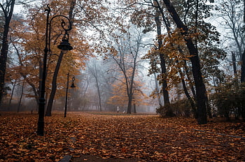 Парк Lviv, есенна сцена, паднали листа, Винтидж лампи, мъглива атмосфера, Дървес клон, Очарователен пейзаж, есенни листа, парков път, Винтидж улични светлини, Есенна настройка
