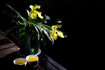 žlutá orchidej, Modrý keramický hrnec, šálky, tmavé pozadí, klidná scéna, žluté květy, pokojové rostliny, dekorativní váza, Nastavení čaje, stálý život, květinové aranžmá