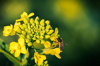 flowers, yellow, bee, insect, plant, natural, outdoor
