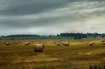 빨대, 짚 bales, 들, 농업, 수확, 곡물, 여름, 그루터기, 자연, 경치, 수확 한