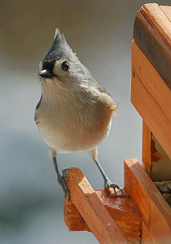 uccello, arroccato, natura, aviaria, Ave, uccello appollaiato, piccolo uccello, ornitologia, birdwatching, animale, mondo animale