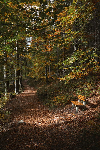 podzimní les, dřevěné lavice, klidná cesta, barevné listí, klidné scény, podzim listí, naučná stezka, klidné nastavení, venkovní scenérie, podzimní krajina, lesní lavice