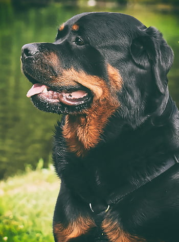 rottweiler, safkan köpek, doğa, hayvan, Evcil Hayvan, köpek, huzurlu, deniz, yıkanmak için, yaban hayatı, arkadaş canlısı