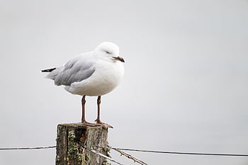 seagull, bird, silver Gull, gull, seabird, plumage, beak, bill, chroicocephalus Novaehollandiae, laridae, shore Bird