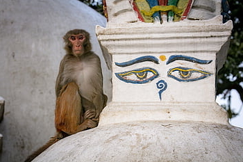 opice, stupa, Nepál, kathmandu, duchovní, buddhista, kultura, náboženský, Buddha Purnima, starověké, swayambhunath