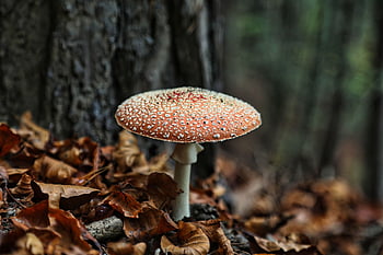 pilz, φύση, fliegenpilz, wald, herbst, Κύστη, baum