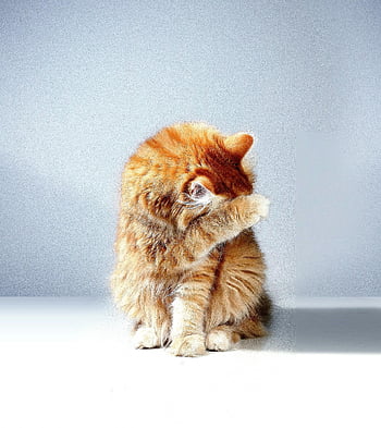 gatto tabby arancione, tavolo bianco, gatto rosso, pelliccia soffice, gatto interno, Gatto giocoso, momento carino, volto coprente, zampa, Cat affascinante, animale domestico coperto