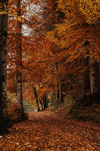 autumn colors, orange leaves, forest path, Schwangau Germany, vibrant autumn, picturesque forest, fall foliage, tree-lined path, autumn scenery, nature trail, seasonal beauty