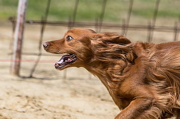 hund racer, væddeløbsbane, løb, natur, sport, Hundesport, kanin jagt, dyr, At jage