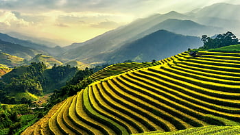 landscape, agriculture, rice Terraces, field, summer, paddy Field, rice Farming, mountain, sky, clouds, nature