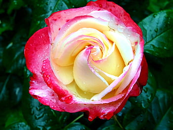 Trandafir roșu, trandafir vibrant, picături de rouă, petale de trandafir, Trandafir alb, fotografie de flori, Imagine florală, fotografia naturii, floare de aproape, grădină a crescut, trandafir rosu si alb