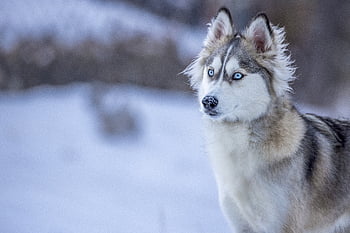 serak, hewan, anjing, mata, potret, putih, siberia, membelai, biru, Latar Belakang, teman