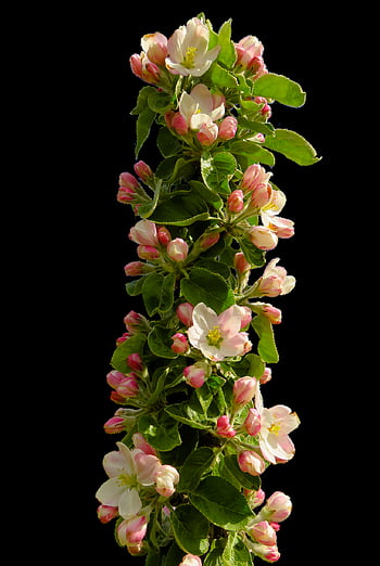 spring, apple Blossom, blossom, bloom, apple Tree, isolated, apple Tree Flowers, branch, close Up, spring Awakening, fruit