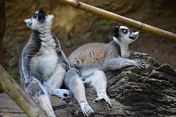 キツネザル、 動物たち、 ほ乳類、 動物の世界、 毛皮、 目、 うそをつく、 歯、 動物園、 アボリアル霊長目、 自然
