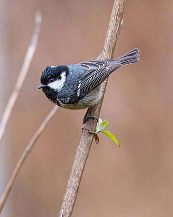 tit, Vogel, Tier, Gefieder, Tierwelt, Natur, Singvogel, Wildvogel, Vogelkunde, Vögel beobachten, Spezies