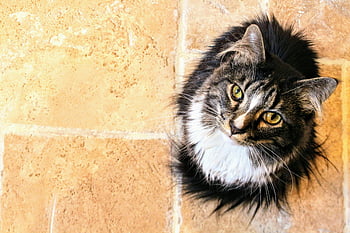 maine coon kissa, musta ja valkoinen kissa, tabby kissa, lähikaatikko, Läpitunkevat silmät, laattalattia, kissan muotokuva, kissan valokuvaus, kotikissa, eläinten valokuvaus, lemmikkieläinten valokuvaus