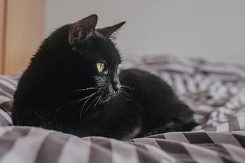 kucing, anak kucing, membelai, kucing hitam, kucing muda, hewan, kucing rumahan, licik, mamalia, imut, alam