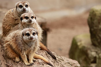 surykatki, rodzina, futrzany, ssak, ogród zoologiczny, safari, Natura, fauna