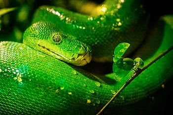 zelený strom python, zvíře, volně žijících živočichů, Příroda, plaz, zelená
