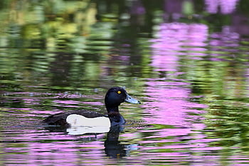 anatra tufted, uccello acquatico, riflessione, lago, parco, natura