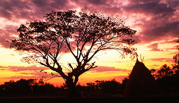sunset, silhouette, tree, vibrant sky, tranquility, nature, landscape, evening, outdoor, peaceful scene, dusk