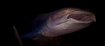 rhincodon typus、 魚、 地球上最大の魚、 ジンベイザメ、 動物、 海洋、 マリン、 野生動物、 展覧会、 自然、 ブラックアース