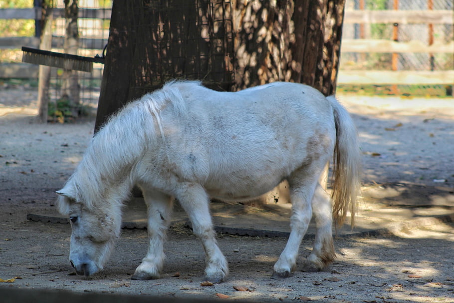 pony, equestrian, horse, mammal, species, fauna