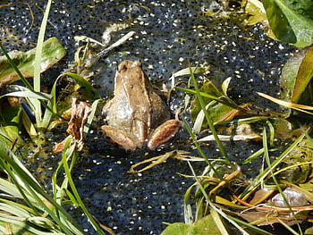 frog, spawn, pool, spring, reproduction, pond, frog Spawn, water, nature, drop, close Up
