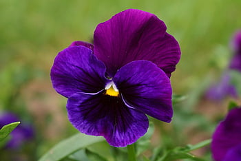 panseluțe violete, violete, viola, bicolor floare, înflorit, petală, trei fraţi pătaţi, flori, primăvară, grădină, natură