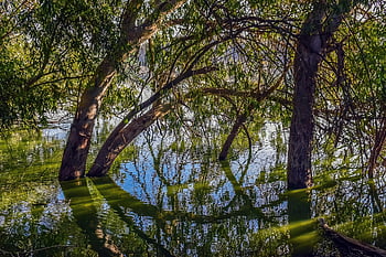 lake, forest, trees, reflection, water, water Reflection, calm, park, woods, woodlands, nature