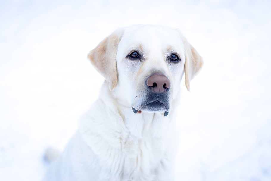 dog, portrait, white, domestic Animal, snout
