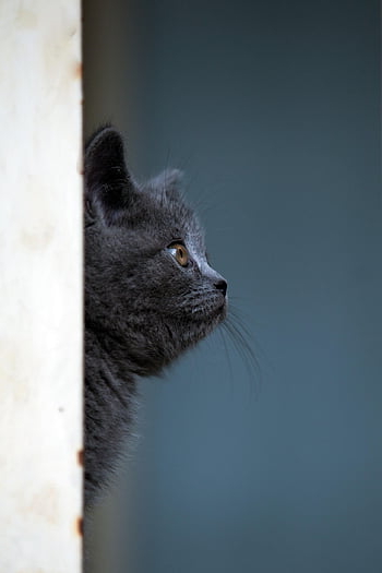 hewan, kucing, membelai, mamalia, licik, anak kucing, alam, teman, cambang, Iran, persia