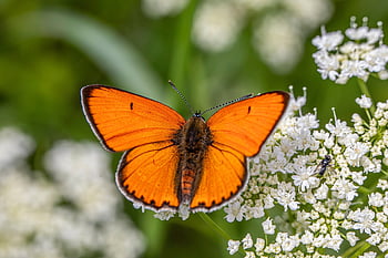 butterfly, insect, flower, animal, close Up, environment, large Copper, lepidoptera, lycaena Dispar, flower Background, macro