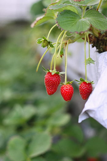 strawberry, selective focus, close-up, ripe strawberries, hanging on vine, outdoors, strawberry vine, fresh strawberries, garden strawberries, strawberry plant, natural strawberries