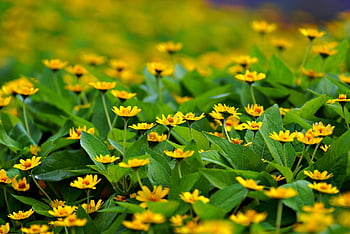 daisies, yellow, beautiful Flowers, flowers, flower Background, nature, garden, flower Wallpaper, flora, close Up, flower