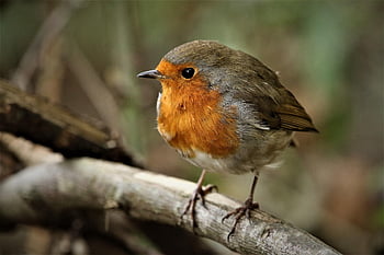 fugl, robin redbreast, robin, fjer, fjerdragt, afdeling, dyreliv, perched, natur, dyr, sangfugl