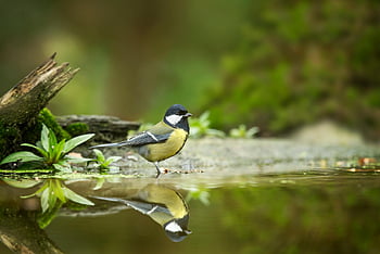 cinciallegra, uccello nero e grigio, corpo d'acqua, superficie acquatica tranquilla, vegetazione lussureggiante, riflesso di uccello, fotografia naturalistica, scena della foresta, riflesso d'acqua, ambiente sereno