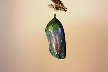 housenka, kuklu, Monarch Butterfly Životní cyklus, hmyz, larva, Příroda, kukly, motýl, Chyba, zvíře, červ